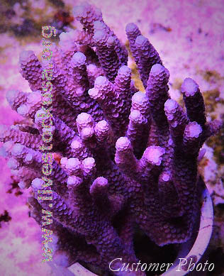 Tonga Acropora