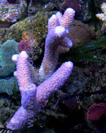 Purple Staghorn Acropora