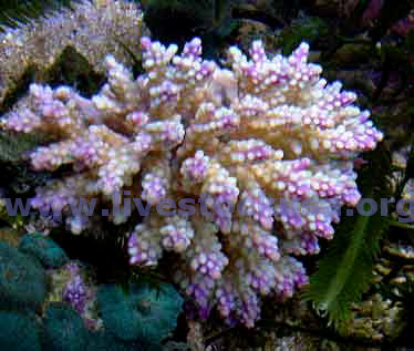 Acropora