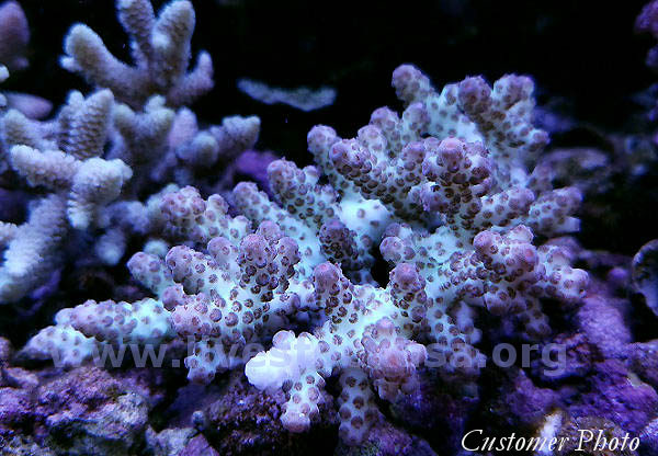 Australia Acropora