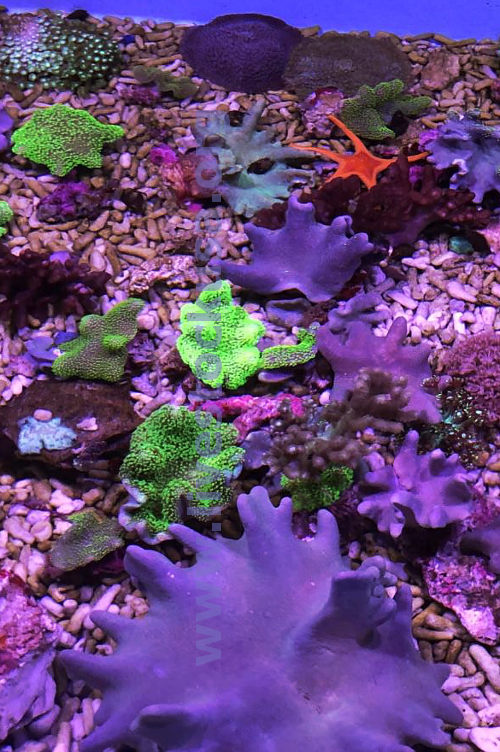 Australia Leather Corals