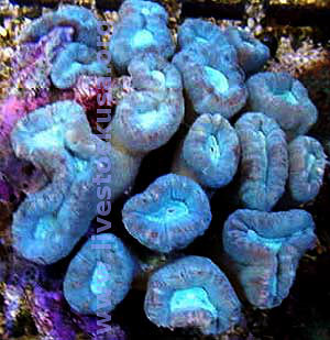 Caulastrea Coral