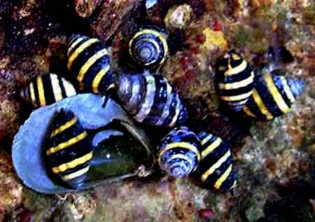Bumblebee Snails