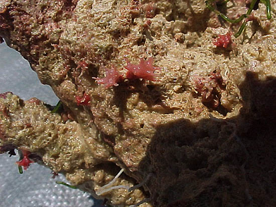 Corallites