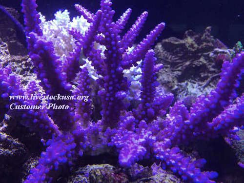 Fiji Acropora