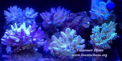 Reef Tank