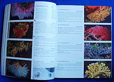 Coral Reef Animals of the Indo-Pacific
