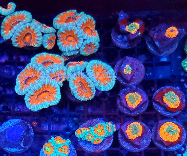 Coral Frag
