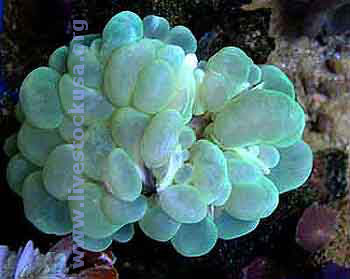 Green Bubble Coral