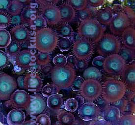 Green Button Polyps