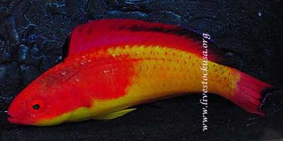 Hooded Wrasse