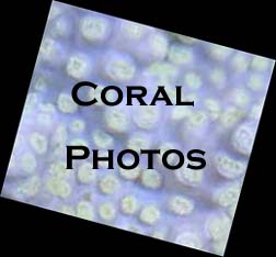 Coral Identification