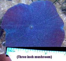 3-inch Blue Mushroom