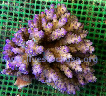 Tonga Acropora