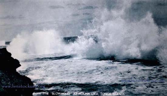 Houma Liku (Tonga) Blowholes