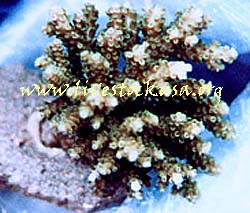 Vanuatu Acropora