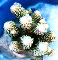 Vanuatu Acropora