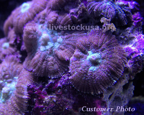 Vietnam Corals