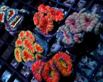 Acan Frags