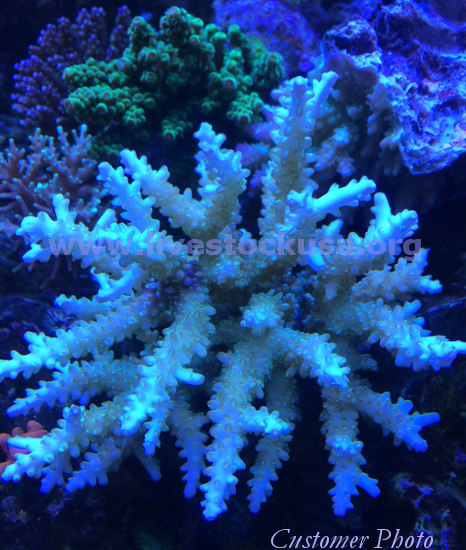 Fiji Acropora