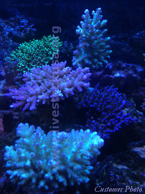 Fiji Acropora