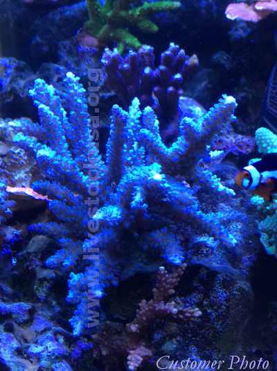 Fiji Acropora