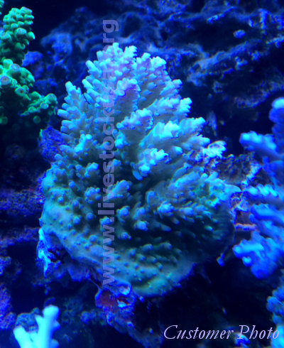 Fiji Acropora