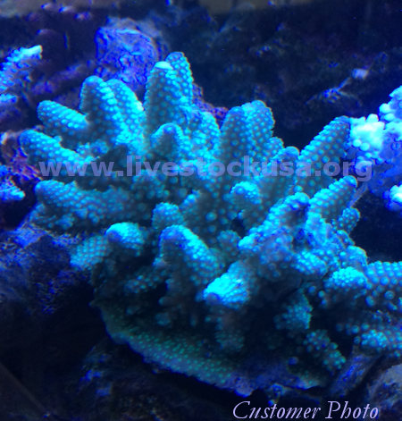 Fiji Acropora