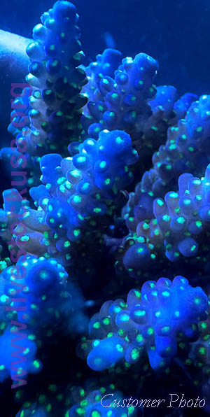 Fiji Coral