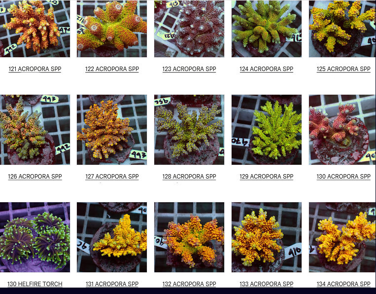 Flores Corals