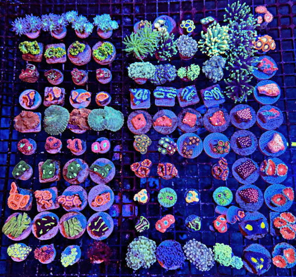 Frags
