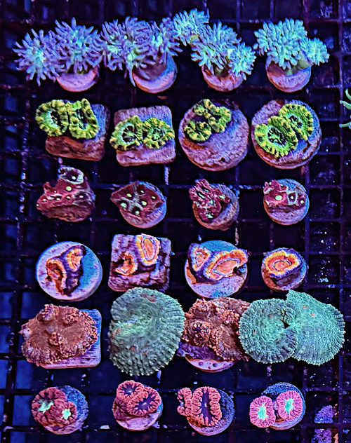 Frags