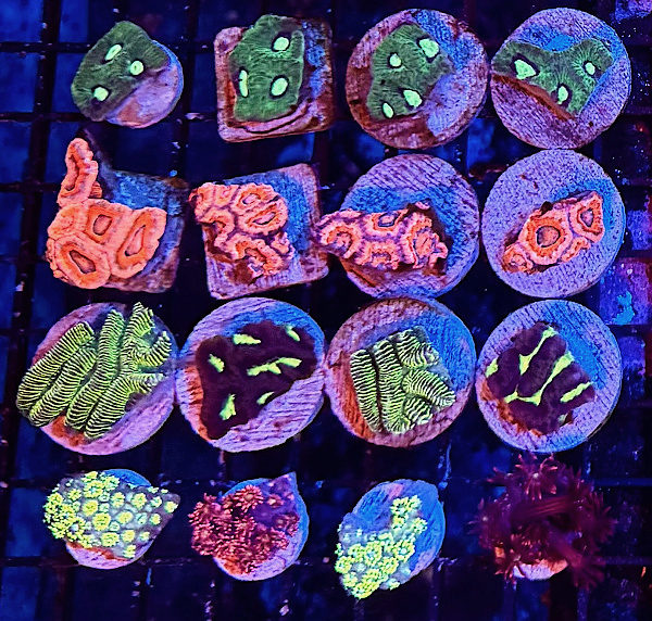 Frags