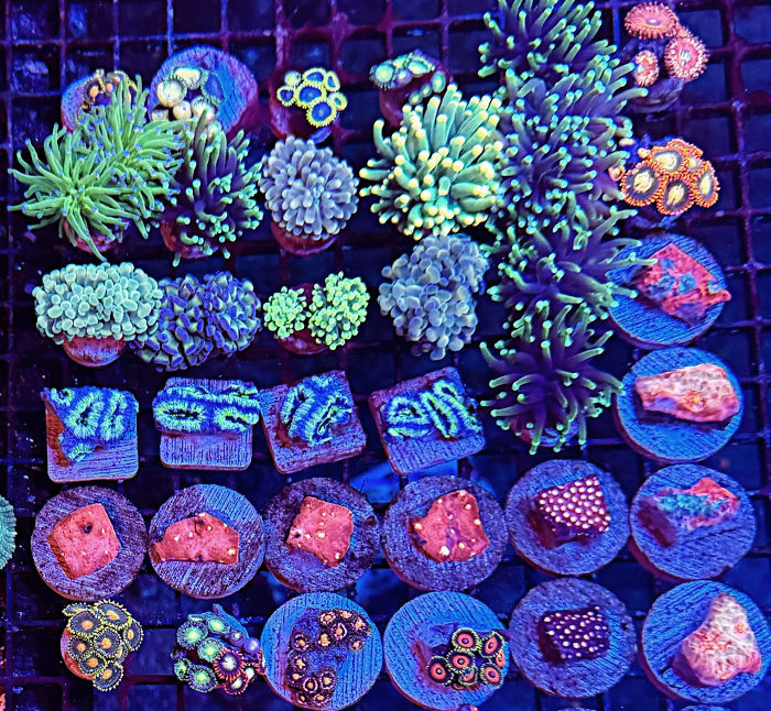 Frags