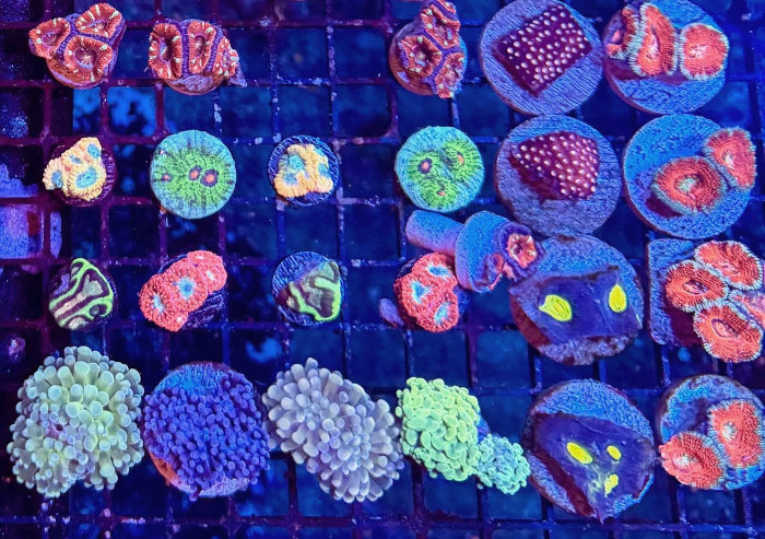 Frags