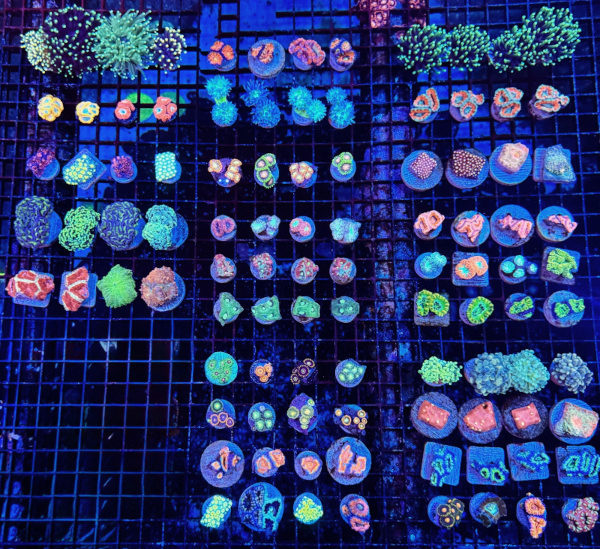 Frags