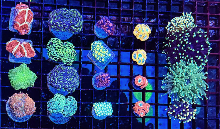 Frags