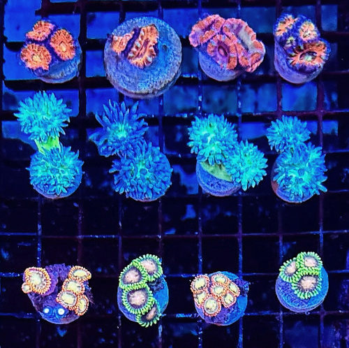 Frags