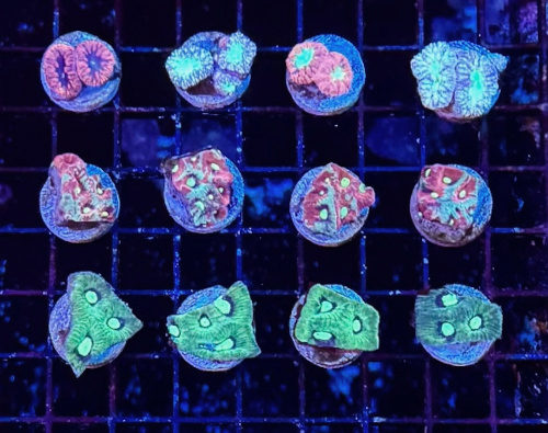 Frags