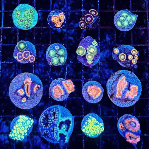Frags