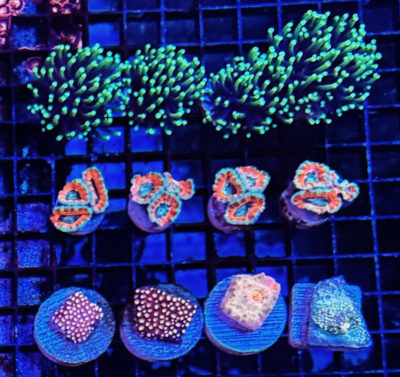 Frags