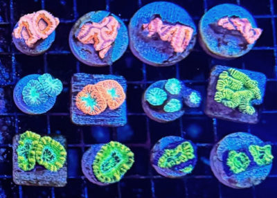 Frags