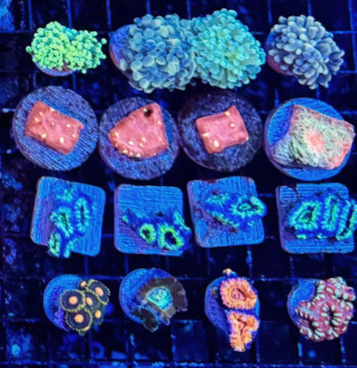 Frags