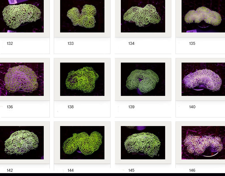 Kupang Corals