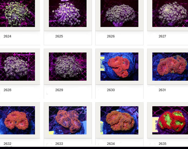 Kupang Corals