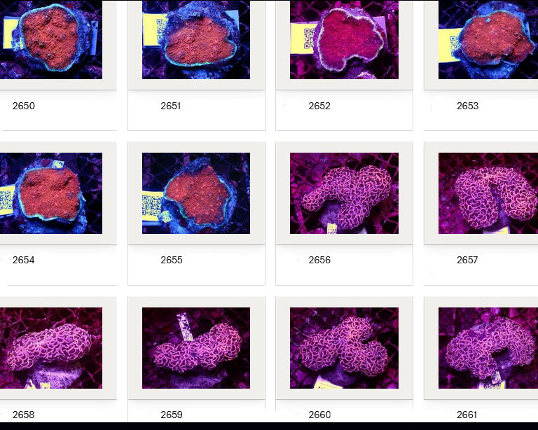 Kupang Corals