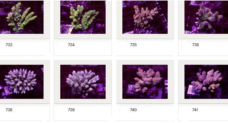 Kupang Acropora