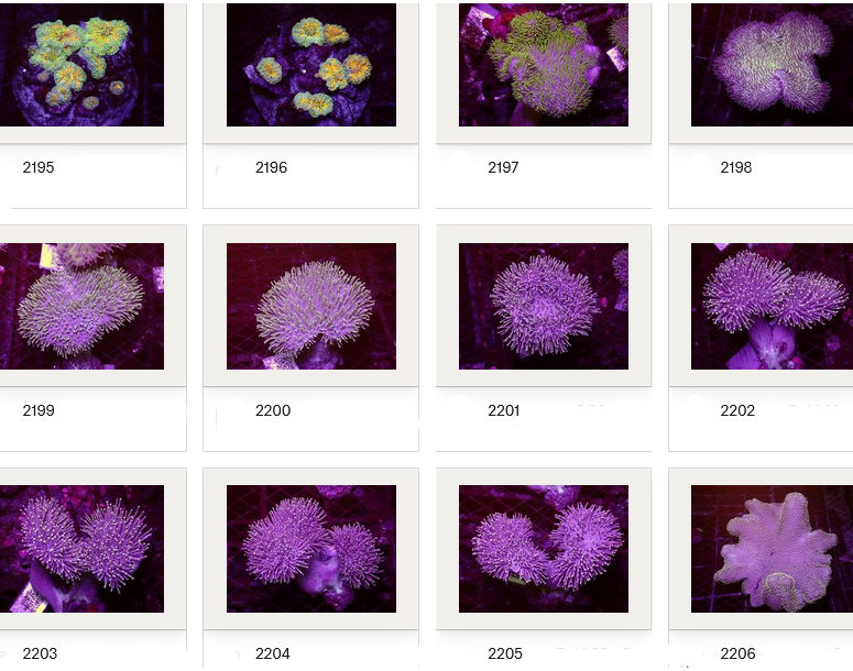 Kupang Corals