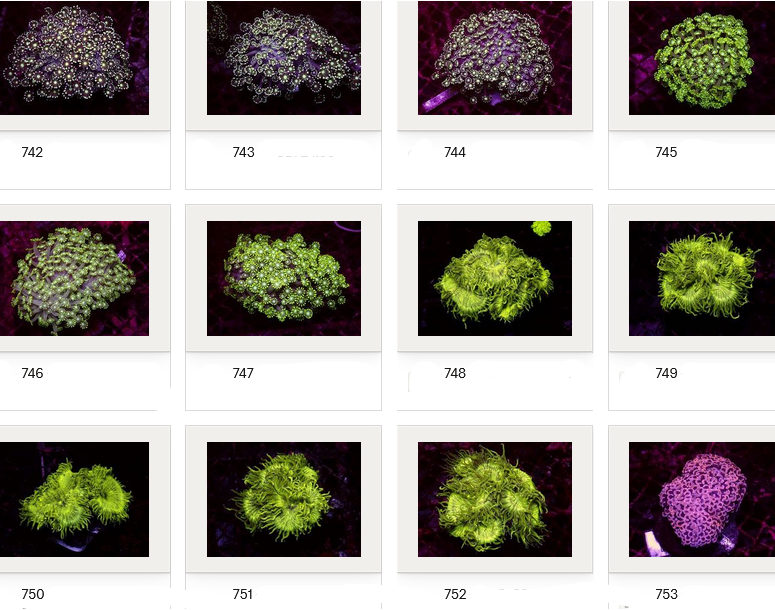 Kupang Corals
