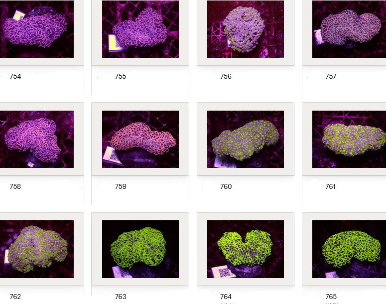 Kupang Corals